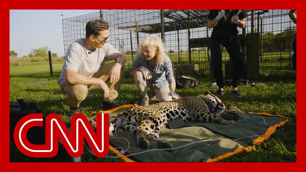 Wild jaguar release sets historic first in Argentina