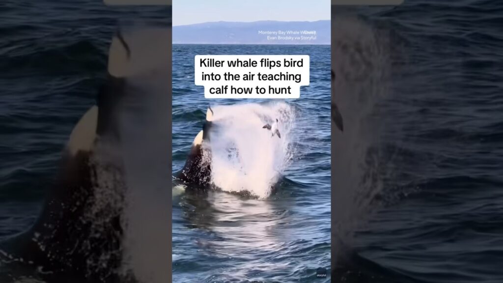 Killer whale flips bird into air #shorts