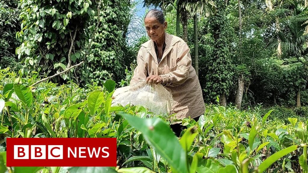 Sri Lanka’s economic crisis leaves tea farmers struggling – BBC News