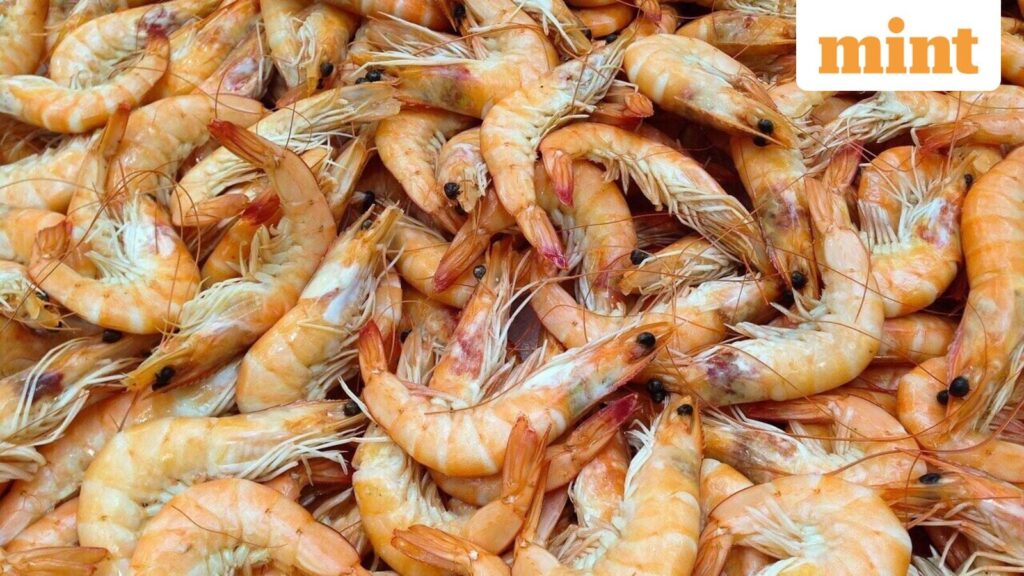Mint Explainer | Indian shrimp industry stares at another US levy. Can exporters survive the double whammy?
