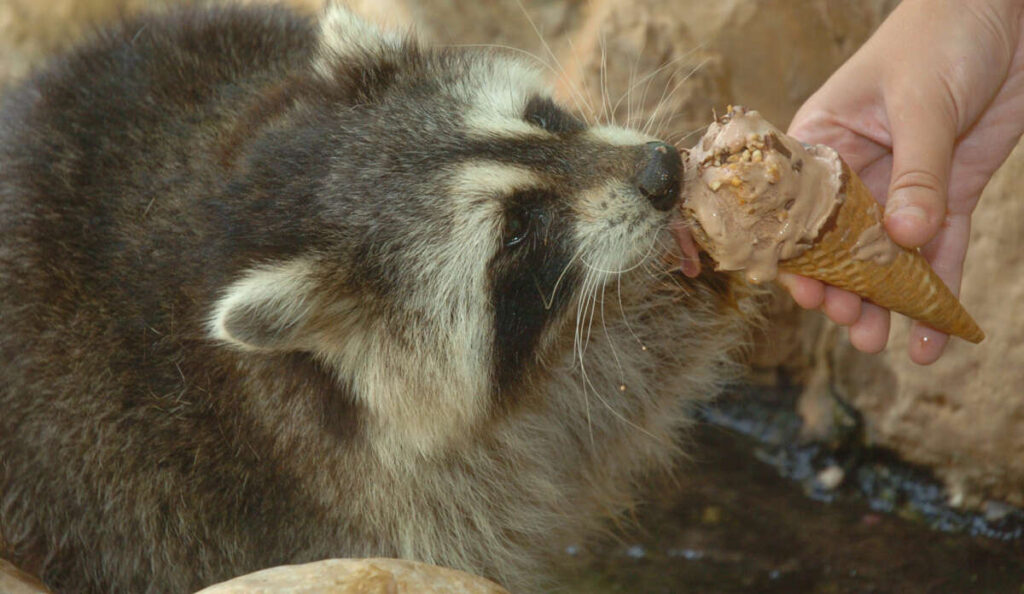 Intoxicated raccoon becomes celebrity after live-saving CPR