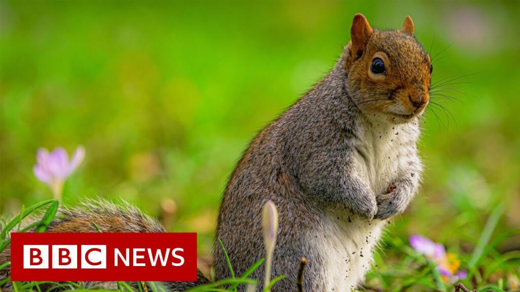 Squirrels given contraception to limit birth rate  – BBC News
