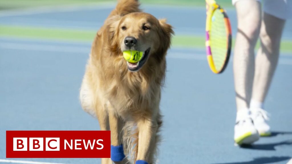 Tennis club tries to train dogs to be tennis ‘ball boys’ for Wimbledon – BBC News