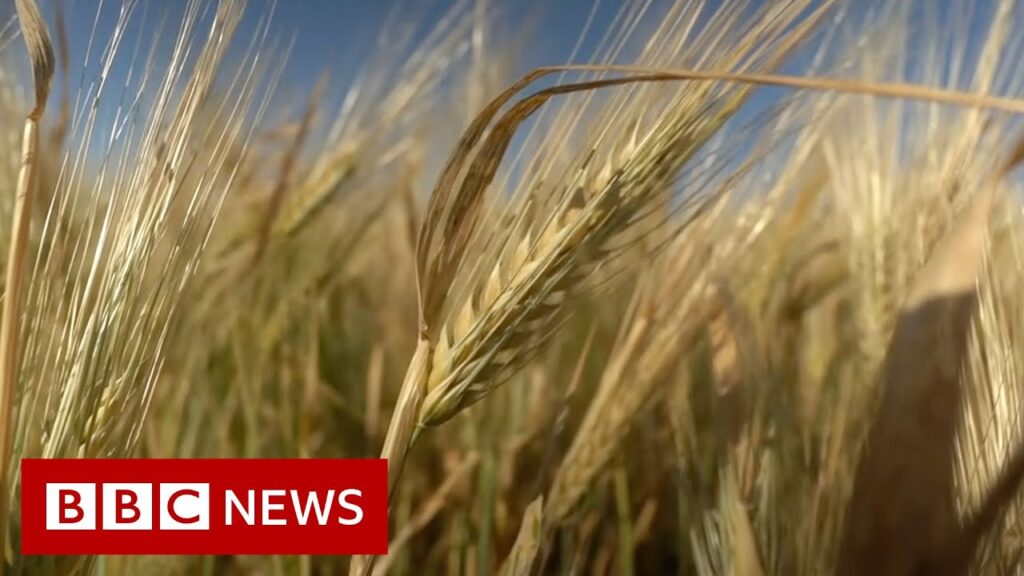 Where is Russia taking Ukraine’s stolen grain? – BBC News