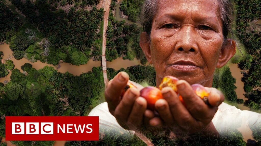 Palm oil firms depriving tribes of millions of dollars – BBC News