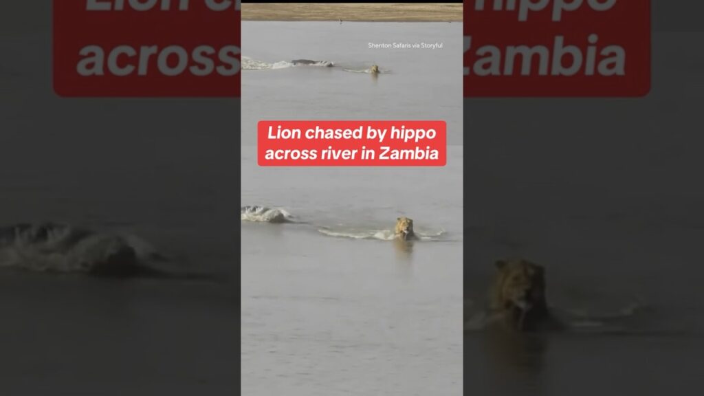 Hippo chases lion across river in Zambia #shorts