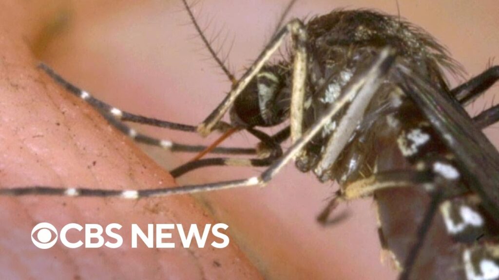 Why mosquitos, flies are spreading more diseases in the U.S.