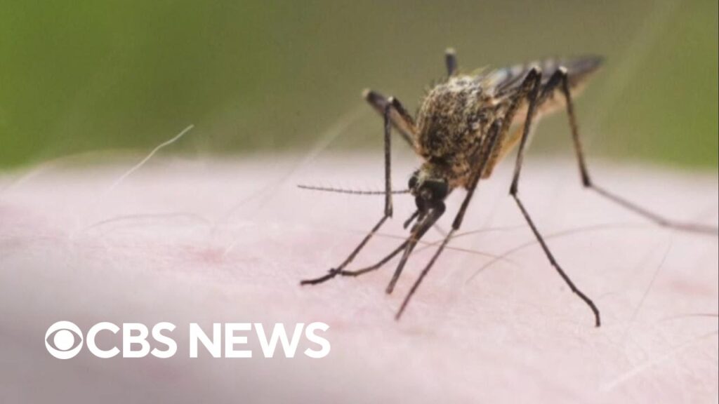What to know about mosquito-borne EEE virus What to know about mosquito-borne EEE virus