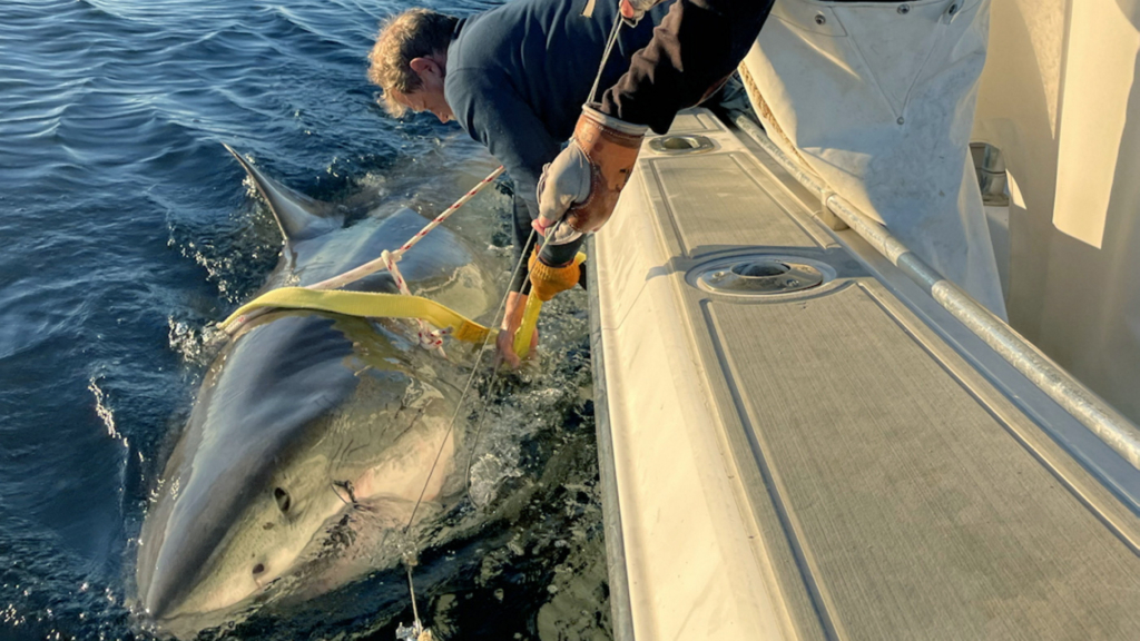 Biggest great white shark ever is caught by scientists – known as ‘Contender’ – 14ft beast is 30 years old