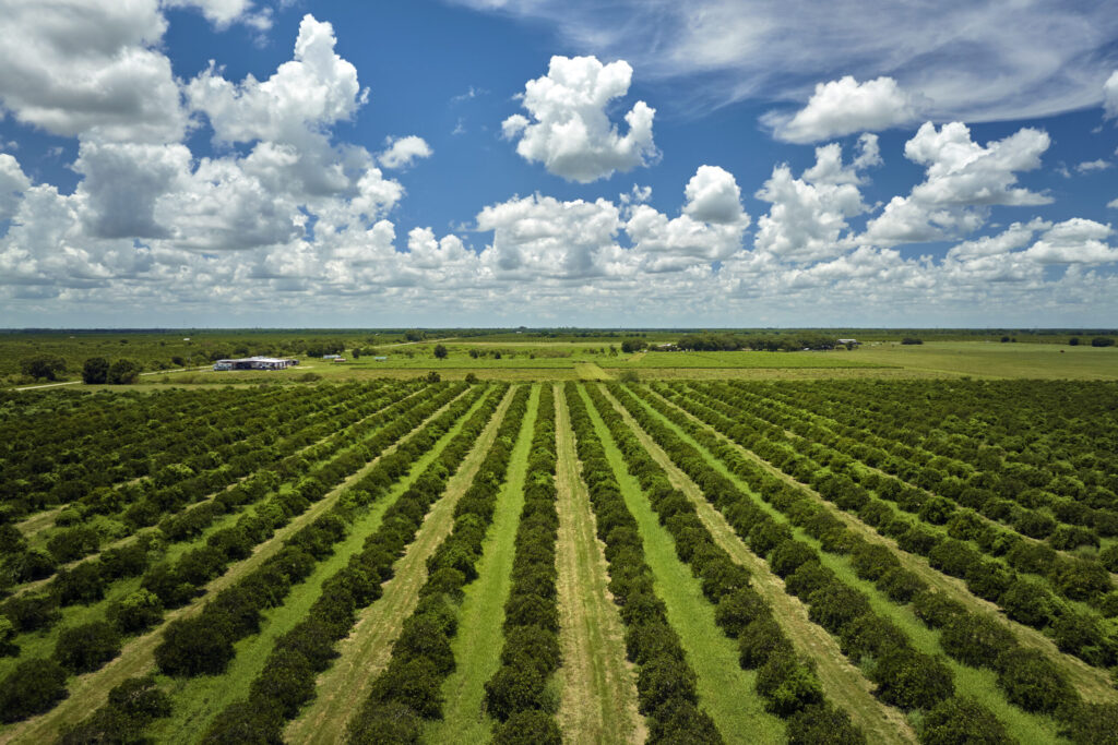Though Struggling, Citrus Still a Cornerstone of Florida Culture, Economy