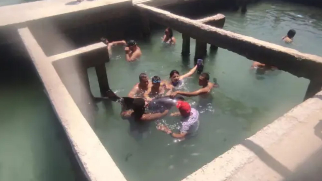 Boy, 14, nearly loses his hand in brutal shark attack at notorious backstreet aquarium where tourists SWIM with beasts