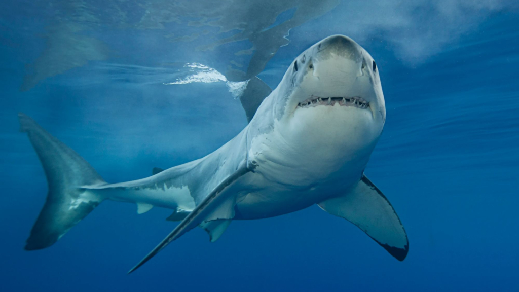 Boy, 14, fighting for life after being mauled by shark while fishing with ‘incredible’ friends who dragged him to safety