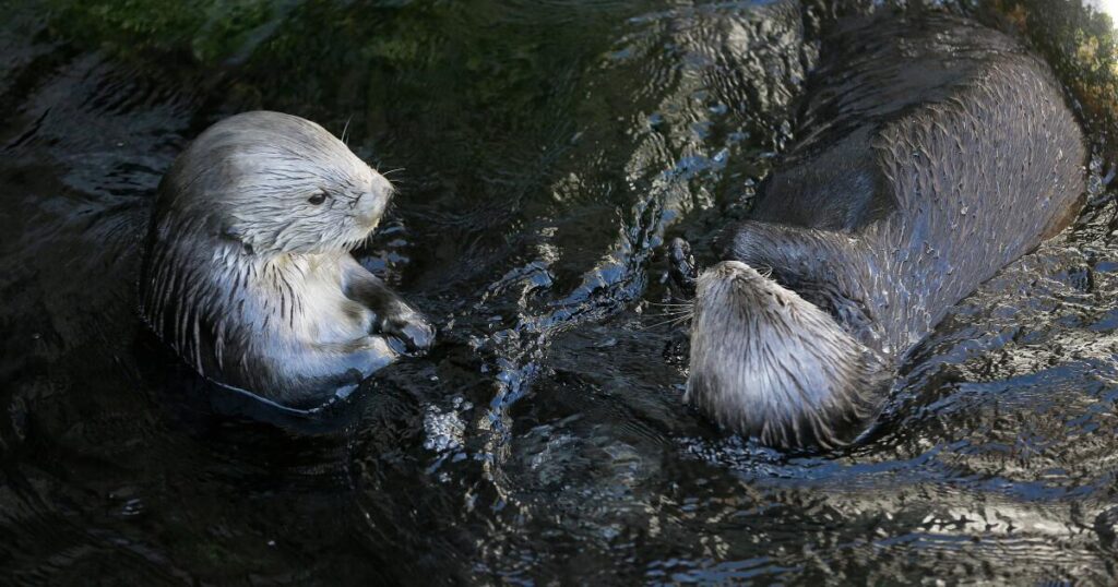 Monterey Bay Aquarium banks on Taylor Swift sea otter shirts